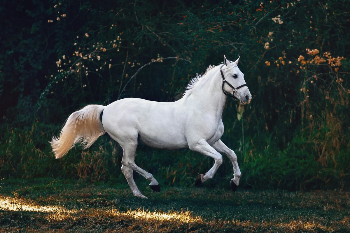 Sejour Equitation Nature